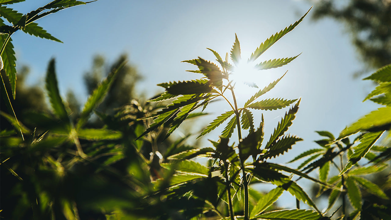 Happy National Hemp Month!