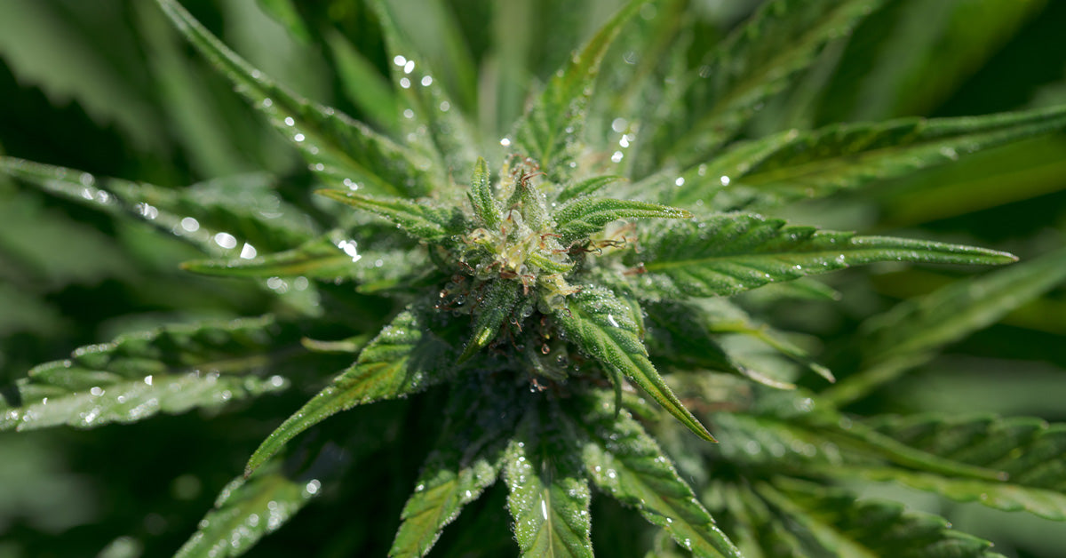 CBD & THC: What’s the Difference?