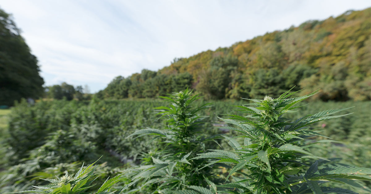 THD and CBD from Start to Finish