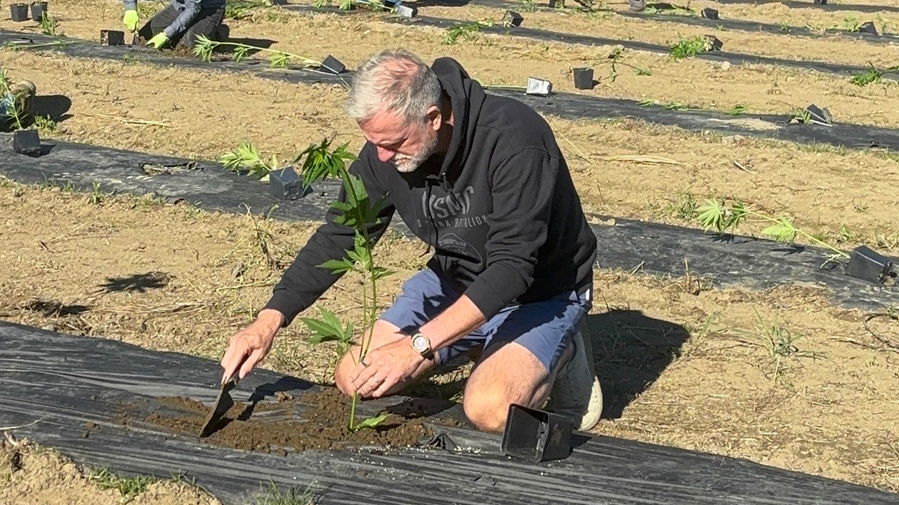 From Seed to Field: Our Hemp Greenhouse Journey