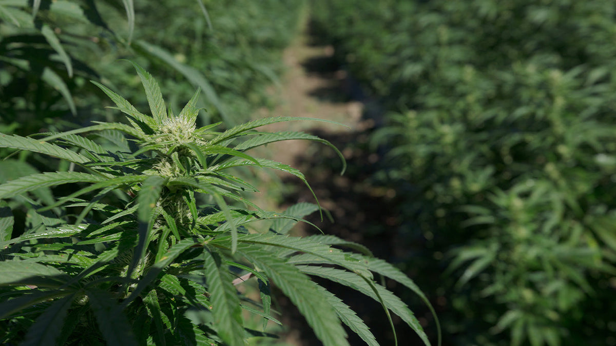 From Harvest to Market: Our Hemp’s Journey Continues